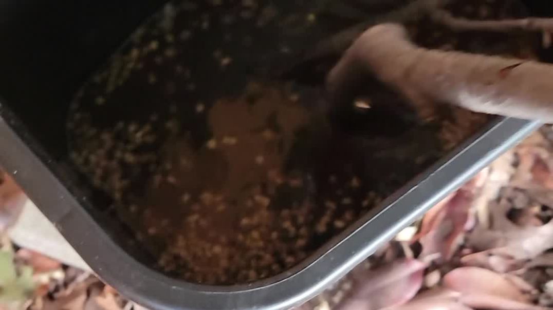 Mosquito Bucket