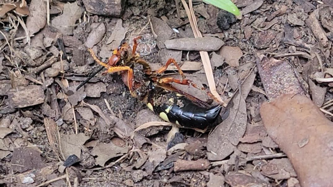 Huge Wasp
